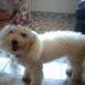 mis mascotas y yo
